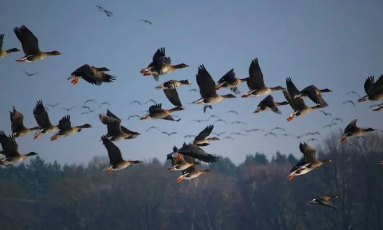 climate change, migratory birds, Sindh wetlands