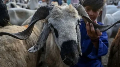 Karachi robbery, sacrificial animals, Eidul Azha theft