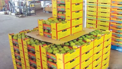 MangoExports, ClimateImpact, PakistanAgriculture