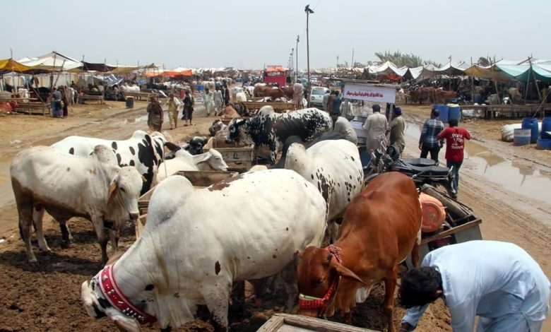 Qurbani, Online, Sacrifice