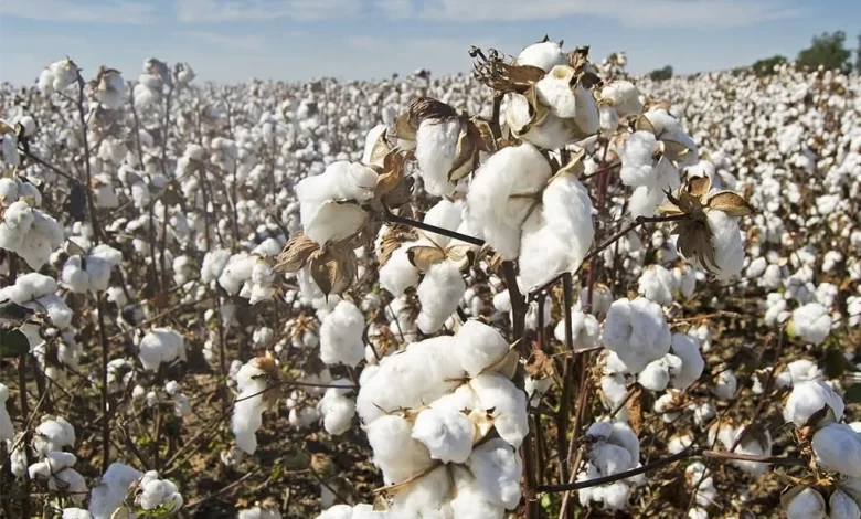 CottonMarket, MonsoonImpact, ExportTrends