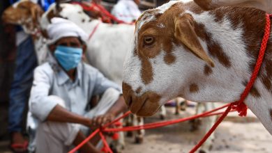 Sacrifice, Tradition, Harmony