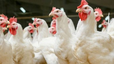 Chicken, Prices, Poultry