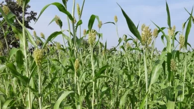 crop production Pakistan, agricultural policy failure, wheat support price