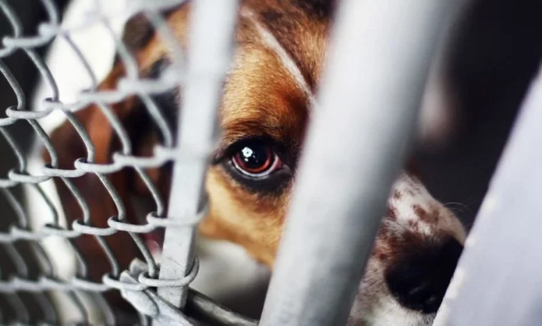StrayDogs, AnimalWelfare, Islamabad