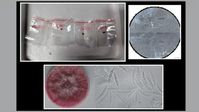 agroterrorism threat, Fusarium graminearum smuggling, Chinese researchers charged