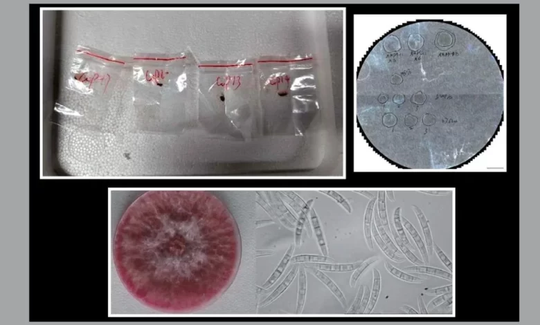 agroterrorism threat, Fusarium graminearum smuggling, Chinese researchers charged