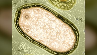 GiantVirus, OceanDiscovery, ViralEcosystem