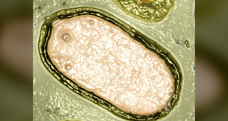 GiantVirus, OceanDiscovery, ViralEcosystem