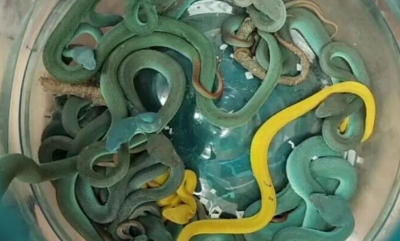 wildlife smuggling, venomous snakes, Mumbai Airport