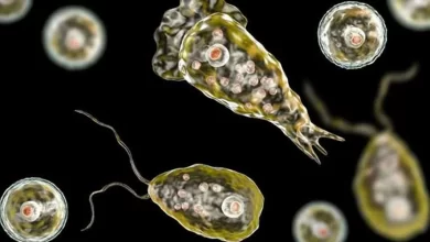 brain-eating amoeba, Naegleria fowleri, Karachi death