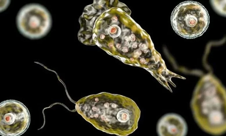 brain-eating amoeba, Naegleria fowleri, Karachi death